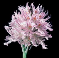 Vrsta Orchis tridentata Scop., tipični oblik (FOTO S. BRANA) Card image cap